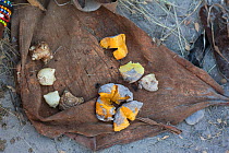 Various foods collected by Zu/'hoasi Bushmen in an animal skin pouch after gathering and foraging in the Kalahari, Botswana. April 2012.