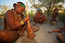 Zu/'hoasi Bushman women preparing food using a wooden pestle and mortar in the Kalahari, Botswana. April 2012.