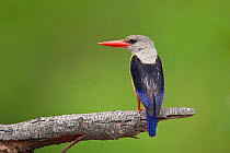 Grey headed Kingfisher (Halcyon leucocephala), also known as the Chestnut-bellied Kingfisher, perched on a branch near the Letaba River, Kruger National Park, South Africa, December