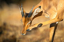 Impala (Aepyceros melampus) young ram scratching its face using its hoof, Kruger National Park, South Africa