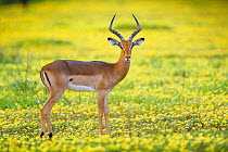 Impala (Aepyceros melampus) in a field of flowers in Mapungubwe National Park, South Africa