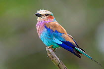Lilac-breasted Roller (Coracias caudatus) Kruger National Park, South Africa, December
