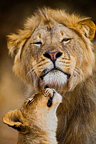African Lion (Panthera leo) cub reaches for a moment of intimacy with its father, Northern Tuli Game Reserve, Botswana