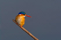 Malachite Kingfisher (Alcedo christata) perched on a reed at Marievale Bird Sanctuary, Gauteng, South Africa, August