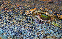 Nile Crocodile (Crocodylus niloticus) abstract close up of face with just eye showing, Shingwedzi River, Kruger National Park, South Africa