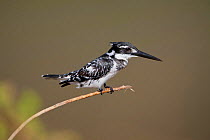 Pied Kingfisher (Ceryle rudis) perching on a stick, Venetia Limpopo Nature Reserve, Limpopo Province, South Africa July