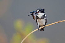 Pied Kingfisher (Ceryle rudis) with a fish, Venetia Limpopo Nature Reserve, Limpopo Province, South Africa, July