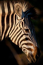 Common Zebra (Equus quagga) head profile portrait, Kruger National Park, South Africa