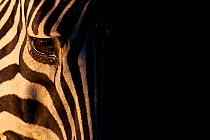 Common Zebra (Equus quagga) head detail portrait, Kruger National Park, South Africa