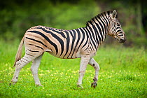 Plains Zebra (Equus quagga) walking profile, Mapungubwe National Park, Limpopo Province, South Africa