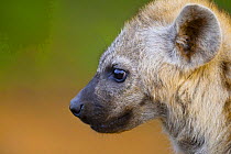 Spotted Hyaena (Crocuta crocuta) young pup profile, Kruger National Park, South Africa