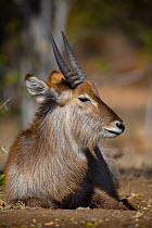 Waterbuck (Kobus ellipsiprymnus ellipsiprymnus) young bull lying down, Kruger National Park, South Africa