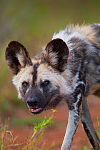 African wild dog (Lycaon pictus) looking at the camera on Mkhuze Game Reserve, KwaZulu-Natal, South Africa