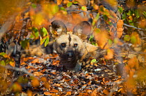 African wild dog (Lycaon pictus) resting in thick mopane bush on Venetia Limpopo Nature Reserve, South Africa