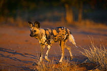 African wild dog (Lycaon pictus) adult wearing a radio collar for research purposes, Venetia Limpopo Nature Reserve, South Africa, July 2009