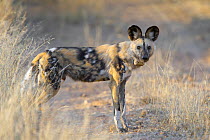African wild dog (Lycaon pictus) adult male wearing a radio collar for research purposes, Venetia Limpopo Nature Reserve, South Africa, July 2009