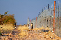 African wild dogs (Lycaon pictus) pack looking for prey along the fenced boundary of Venetia Limpopo Nature Reserve, South Africa. African wild dogs often strategically chase prey towards game fences...