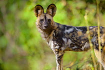 African wild dog (Lycaon pictus) on the banks of the Limpopo River, Northern Tuli Game Reserve, Botswana