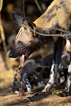 African wild dog (Lycaon pictus) regurgitates food after a successful hunt to feed pups at a den site on the banks of the Limpopo River, Northern Tuli Game Reserve, Botswana
