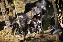 African wild dog (Lycaon pictus) one month old pups play at a den site on the banks of the Limpopo River, Northern Tuli Game Reserve, Botswana