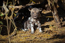 African wild dog (Lycaon pictus) one month old pup resting at a den site on the banks of the Limpopo River, Northern Tuli Game Reserve, Botswana