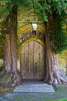 View of the church door ar St Andrews Church, Stow on the Wold, with mature yew trees (Taxus baccata) growing either side of the door, Gloucestershire, England, October 2010