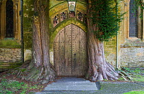 View of the church door ar St Andrews Church, Stow on the Wold, with mature yew trees (Taxus baccata) growing either side of the door, Gloucestershire, England, October 2010