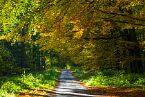 Country road in Autumn with sunlight shining through trees, North Norfolk, England, October