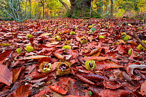 Sweet Chestnut tree (Castanea savita) fruit in spiny cases and  leaves on woodland floor, Norfolk UK, November