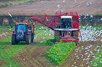 Mechanised lifting of sugar beet crop with self propelled harvester filling trailer with harvested roots, with black headed gull flock (Chroicoephalus ridibundus) flying around, North Norfolk, England...