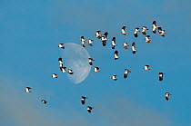 Lapwing (Vanellus vanellus) flock flying with November moon in background, Norfolk, England, November. Digital composite