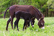 Donkey female with foal, Catalonian race, Lleida Province, Spain