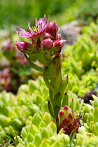 Mountain houseleek (Sempervivum montanum) Pyrenees, Spain, July