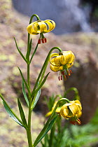 Pyrenean Lily (Lilium pyrenaicum) Pyrenees, Lleida Province, Spain, July