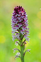 Burnt tip orchid (Neotinea ustulata) Tena Valley, Pyrenees, Province of Huesca, Spain, June
