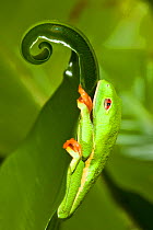 Red-eyed Treefrog (Agalychnis callidryas) resting on a leaf, captive from South America