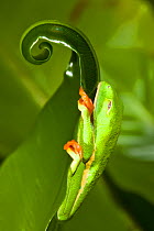 Red-eyed Treefrog (Agalychnis callidryas) sleeping on leaf, captive from South America