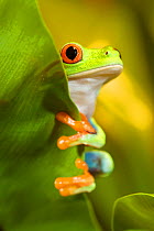 Red-eyed Treefrog (Agalychnis callidryas) peering from behind a leaf, captive from South America