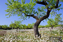 Almond tree (Prunus dulcis / Amygdalus communis) in spring surrounded by flowers, Serra Llarga, Lleida Province, Spain, April