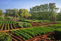 Vegetable plots  in Gallecs area, Barcelona Province, Spain, April