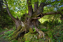 Ancient  sweet chestnut tree (Castanea sativa) Rocacorba, Girona Province, Spain, May