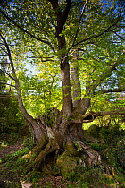 Ancient sweet chestnut tree (Castanea sativa) Rocacorba, Girona Province, Spain, May