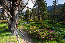 Mountain pine wood (Pinus mugo) and rhododendron flowers, De la Pera Lakes, Tossa Plana de Lles, Pyrenees, Lleida Province, Spain, July