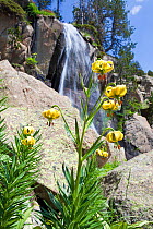 Pyrenean lily (Lilium pyrenaicum) in front of waterfall Tossa Plana de Lles, Pyrenees, Lleida Province, Spain, July