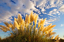 Pampas grass (Cortaderia selloana) Delta del Llobregat Natural Park, Barclelona, Spain, September