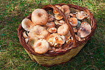Basket of edible milkcaps  (Lactarius deliciosus) Pyrenees, Barclelona Province, Spain, October