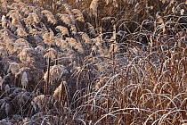 Vegetation with bulrushes (Typha) and reeds surrounding Ivars Lake covered in frost in winter,  Lleida Province, Spain, January