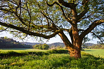 Walnut tree (Juglans regia) Miralles Mountain Range, Barclelona province, Spain, April