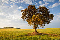 Holm Oak (Quercus ilex) Belianes-Preixana, Lleida Province, Spain, May