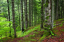 Silver fir wood (Abies alba) in Aran Valley, Pyrenees, Lleida Province, Spain, June